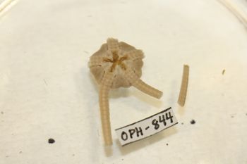 Media type: image;   Invertebrate Zoology OPH-844 Description: Preserved specimen.;
